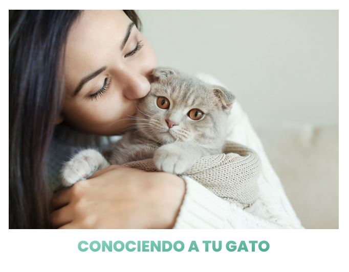 curso conociendo a tu gato