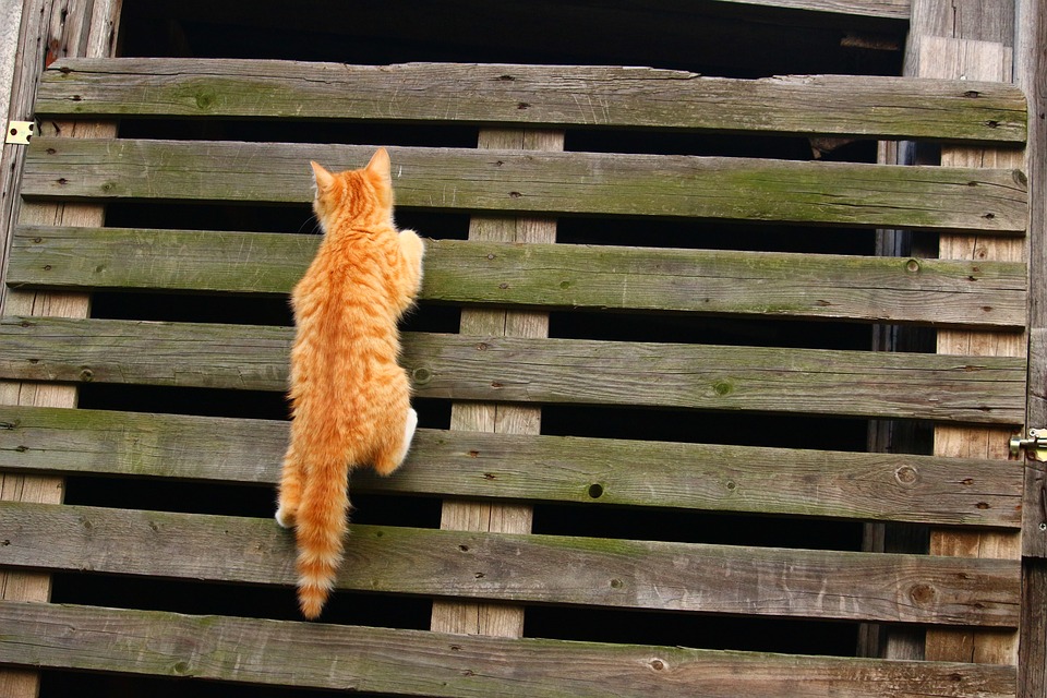 gato escalando