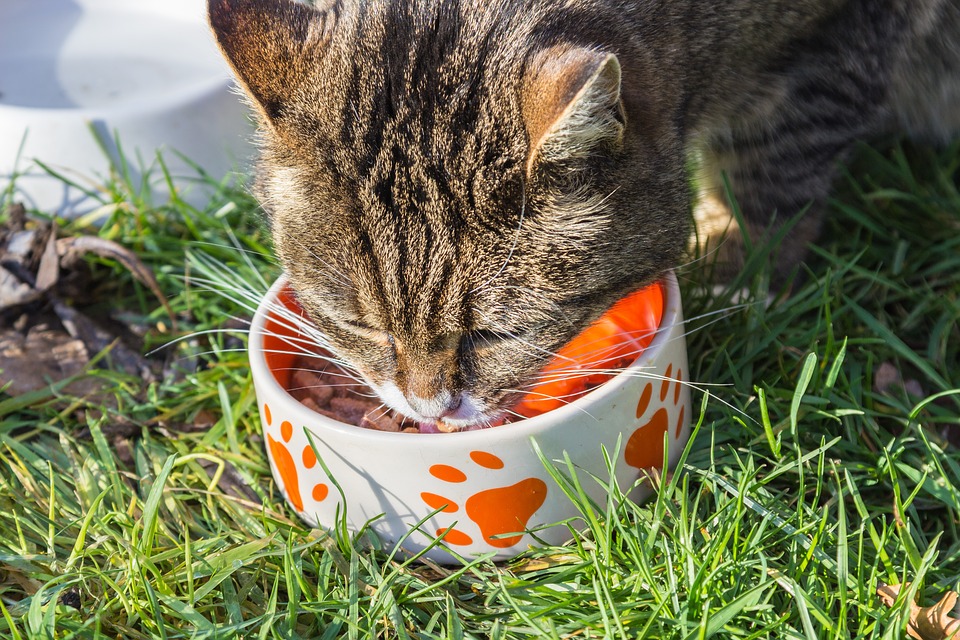 gato comiento