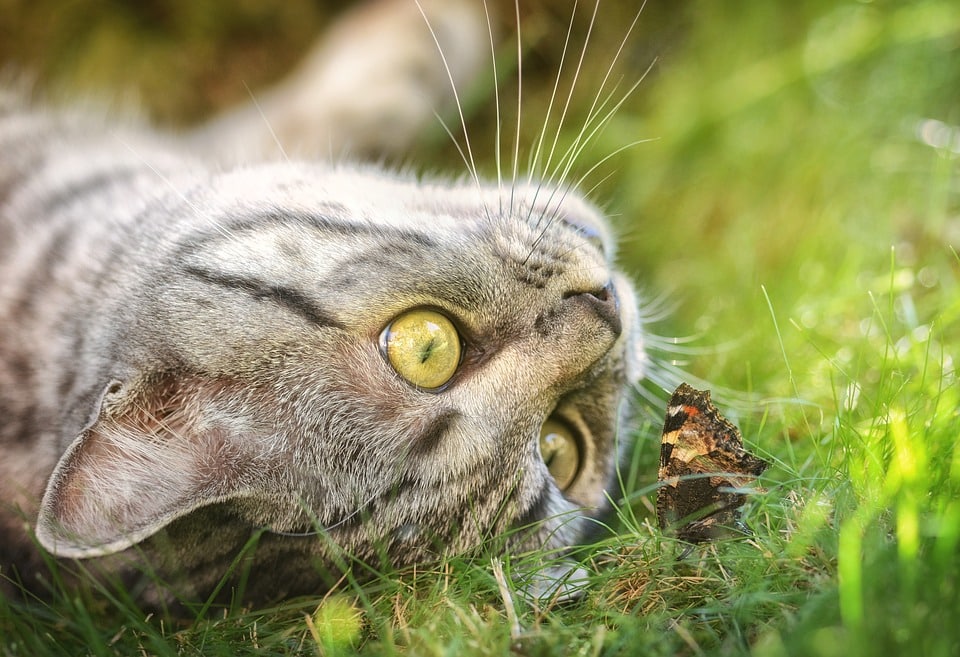 gato mariposa