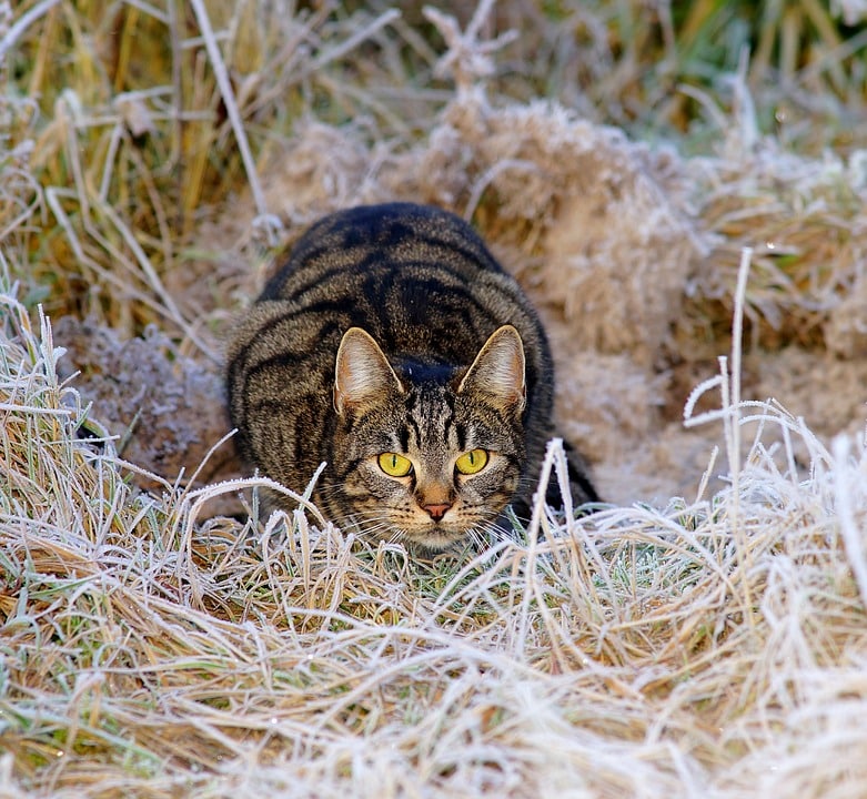 instinto de caza del gato