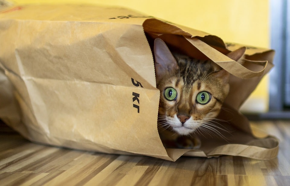 Gato en una bolsa