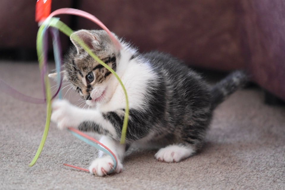 gato jugando plumas