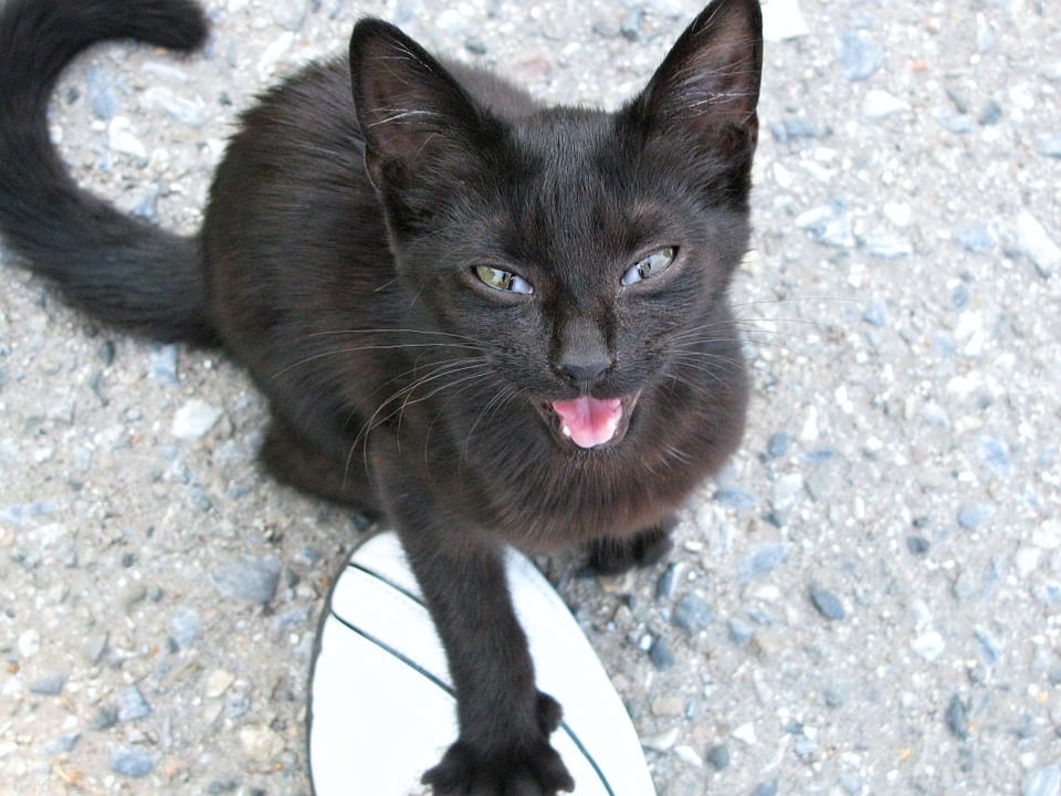 gato negro maullando