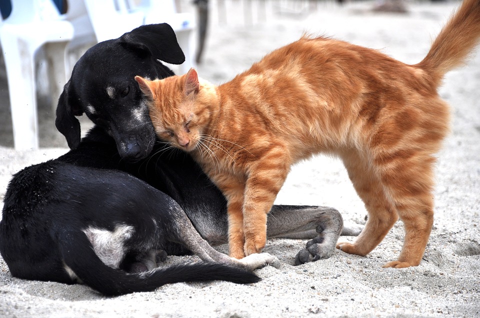 gato con perro