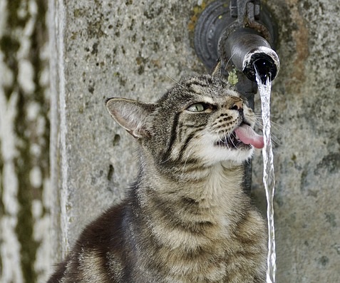 gato bebiendo