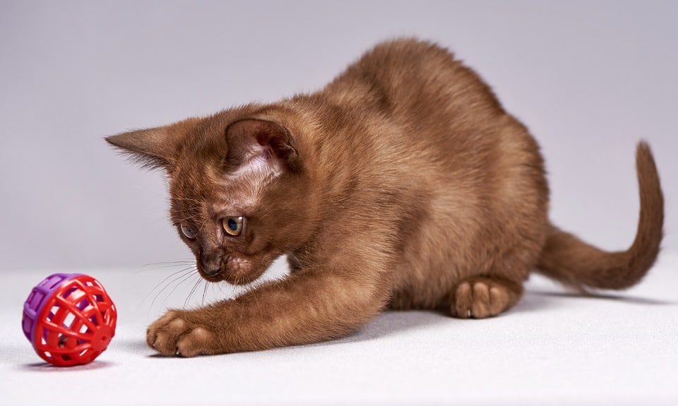 gato jugando