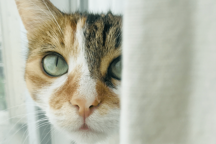 La llegada a casa del gato adoptado