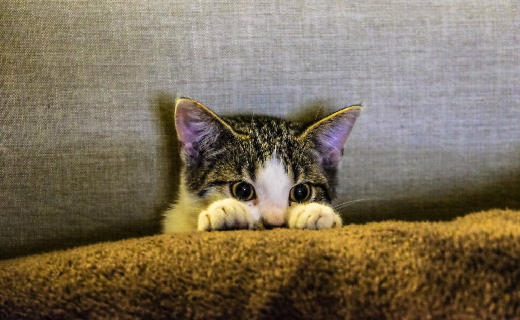 black and white kitten on brown textile