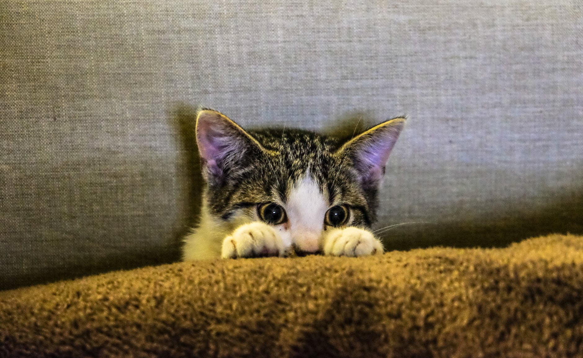 black and white kitten on brown textile