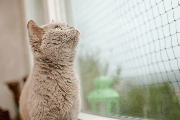 Medidas básicas de seguridad para gatos