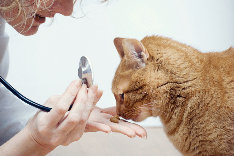 Visitar al veterinario