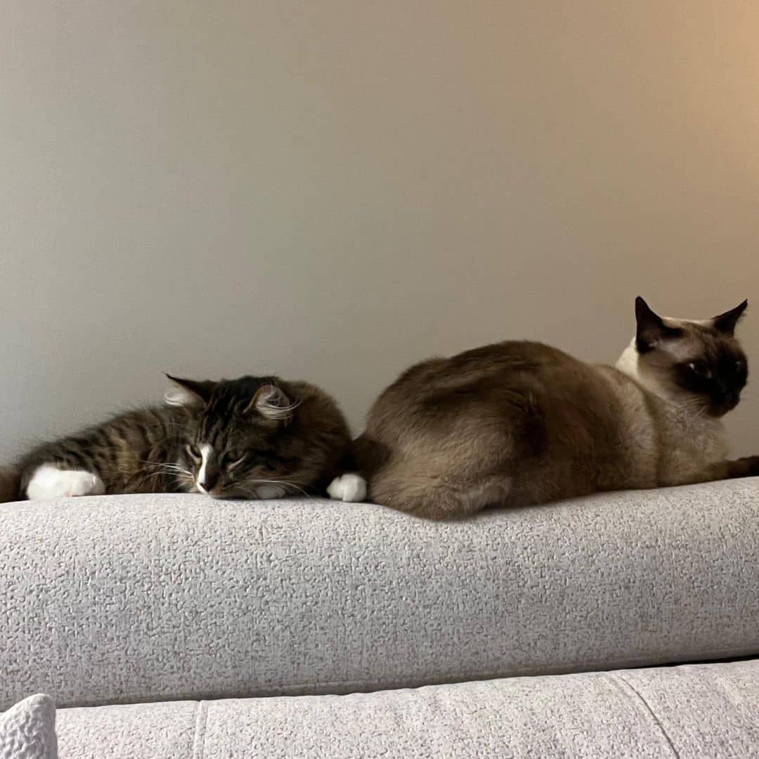 Atún, caso de convivencia entre gatos